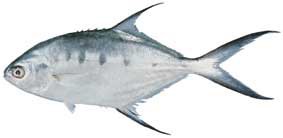 Kootili - Dart Fish